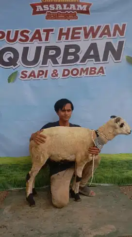 Jual hewan qurban domba & kambing