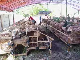 Jual Hewan Sapi dan Domba Qurban Babakan Sari Kota Bandung