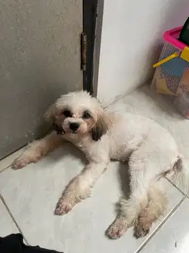 ANJING MALTIS X SITZU BETINA