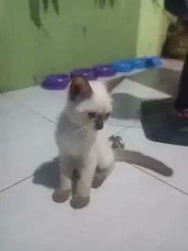 Kucing Himalaya