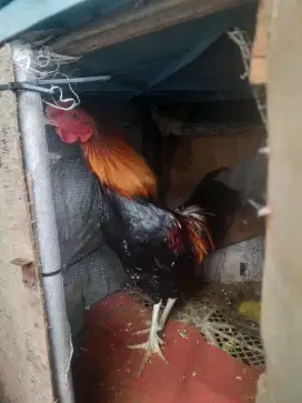 Jual ayam kampung jago