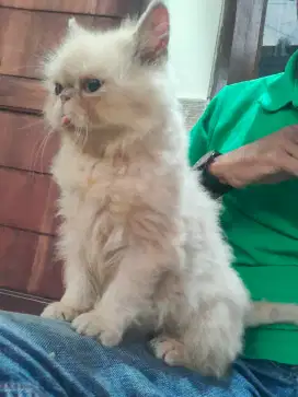 Kitten Flatnose