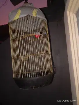 Burung kolibri (King Konin) berisik