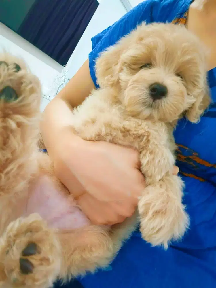 Dijual Maltipo Coklat muda murah meriah