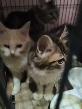 kucing anggora persia umur 4 bulan