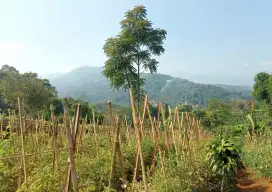 JUAL LAHAN KEBUN VIEW LEPAS PEGUNUNGAN CIWIDEY