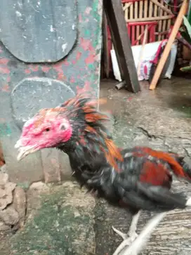 Ayam Birma umur 1 tahun