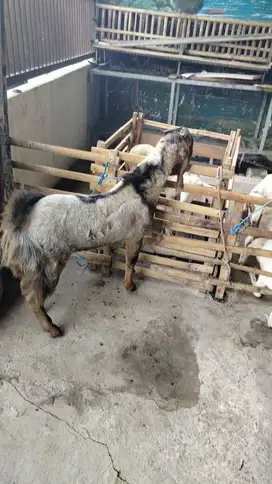 Jual kambing qurban murah