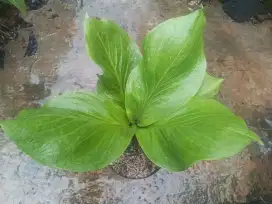 Anthurium cobra