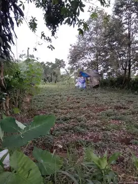 di jual lahan cakep view gunung di Sukaresmi megamendung