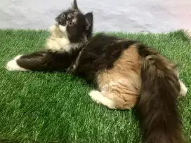 Kucing kitten Persia betina long hair 4 bulan