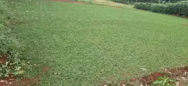 Rumput gajah mini
