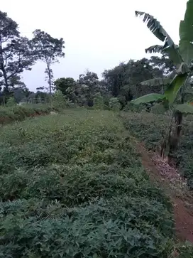 di jual lahan cakep view gunung di Sukaresmi megamendung