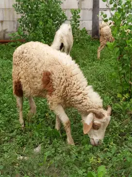 Kambing domba jantan
