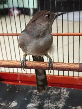 Masteran murai air mancur langka