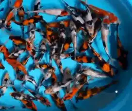 Ikan koi size 15cm