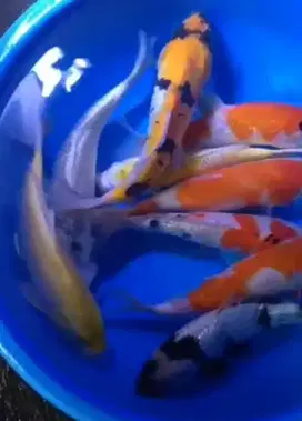 Ikan koi size 25cm sampai 30cm