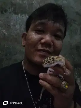 Gecko dewasa usia 4-5 bulan