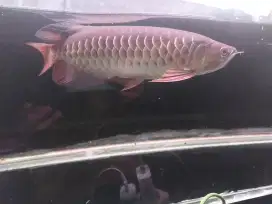 ikan arwana golden red