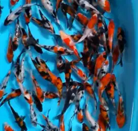 Ikan koi size 15cm
