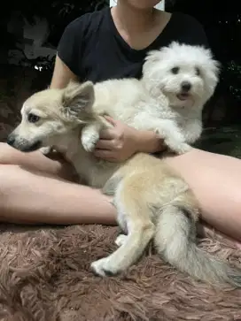 Open adopt 1.5 anjing shitzu dan husky+super mini pom
