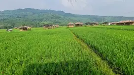 KAVLING SAWAH JONGGOL