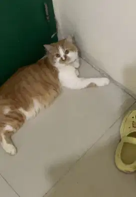 kucing jantan persia longhair bisa kawin