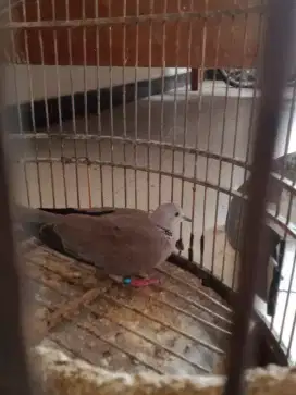 Burung Unik Cuhu gacoran