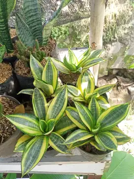 Tanaman Sansivera Golden Hahni