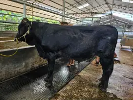 Sapi Qurban berkualitas