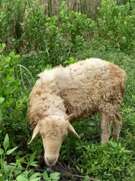 Kambing domba jantan