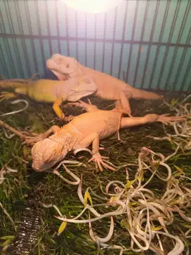 Ankn iguana albino
