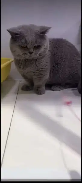 Kucing Munchkin BSH Sertifikat