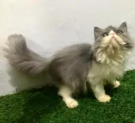 Kucing Persia peaknose betina 4 bulan