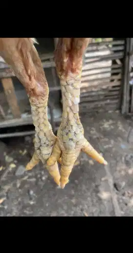 Ayam babon biang BK Bangkok klasik