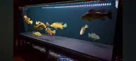 Aquarium 200 x 60 x 70 12ml