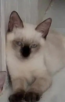 Adopsi Kucing Rumahan umur 6 bulan