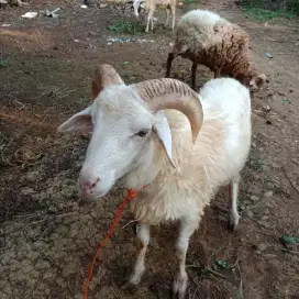 Kambing Kurban Murah