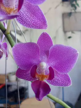 Tanaman Anggrek Bulan Phalaenopsis Doritis, Tanaman Sudah Mekar Knop