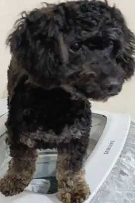 DIJUAL ANAK ANJING POODLE BETINA – USIA 6 BULAN (WARNA UNIK!)