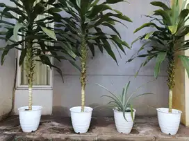 Tanaman Pandan Hias & Tanaman Buah Nanas Madu manis