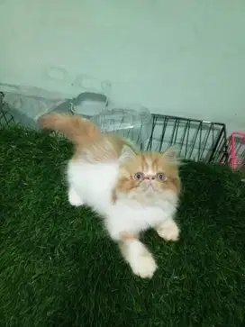 Kucing peaknose extreme