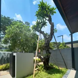 Kamboja fosil buat taman mewah
