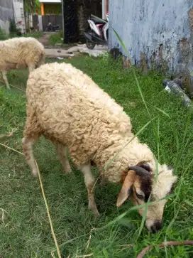 Kambing domba jantan