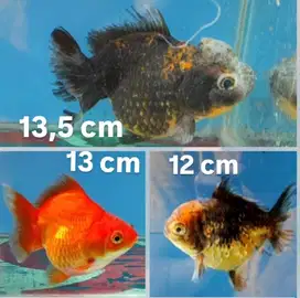 Ikan Hias Mas Koki Maskoki