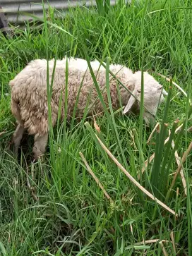 Kambing domba jantan