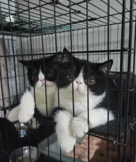 Kucing Exo Exotic Short Hair Umur 3 Bulan