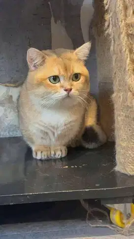 munchkin golden import