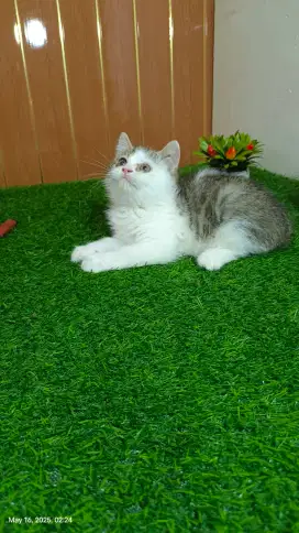 Lepas Adopt BSH bico golden tabby jantan