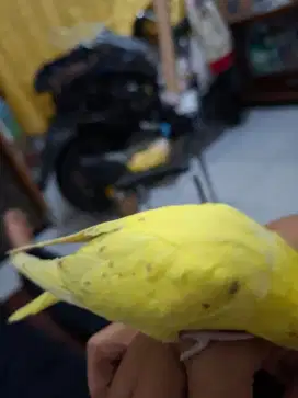 Parkit jinak total